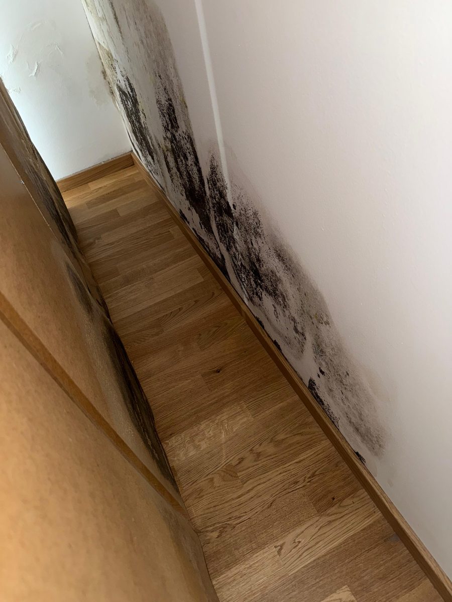 Schimmel als Folge von Restfeuchte nach einem Wasserschaden